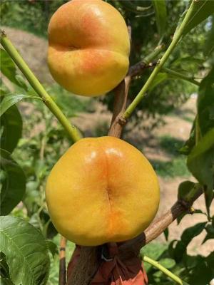 湘潭实惠的金秋红蜜桃苗苗圃基地