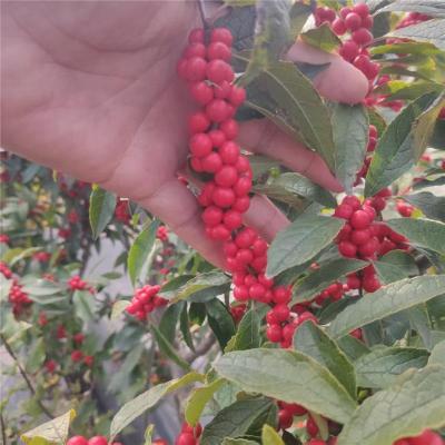 湛江周边北美冬青杯苗报价联系方式