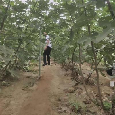 盘锦周边的大青皮无花果苗种植基地