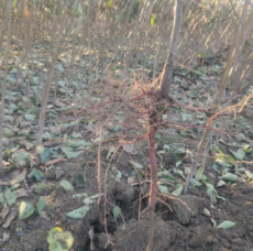 遵义大型种植的1公分蜜霸油杏苗圃基地