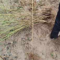 邵阳齐全的桃树苗价格