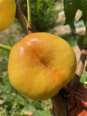 伊春老牌的蟠桃苗苗圃基地