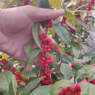 上海口碑好的1米北美冬青切支基地