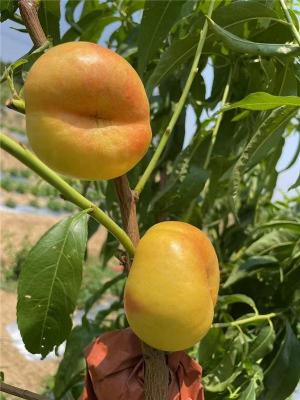 临夏回族自治州好口碑的桃树苗联系电话