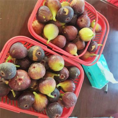 六安最近的波姬红无花果苗养殖基地