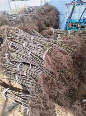 邵阳靠谱的金傲芬无花果苗多少钱一棵