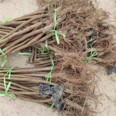 呼伦贝尔周边的金傲芬无花果苗批发基地