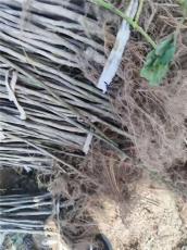 潜江最近的芭劳奈无花果苗基地电话