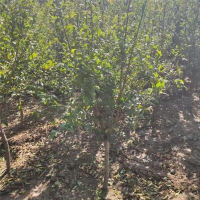 庆阳2公分的泰山红石榴苗联系电话