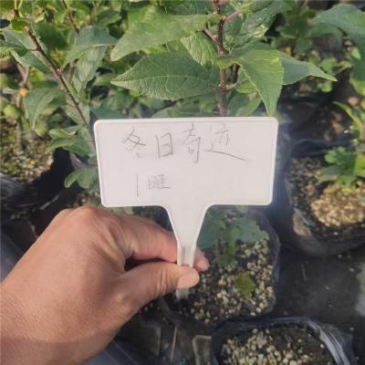 儋州服务好的冬红北美冬青养殖基地