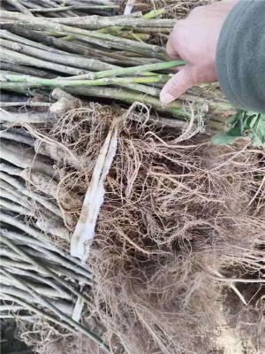 包头价格实惠的大青皮无花果苗求购