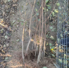 乐东黎族自治县大型种植的1公分荷兰香蜜杏送货上门