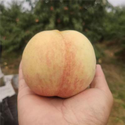 绥化实惠的桃树苗多少钱一棵