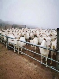 坪山区附近订鲜牛奶怎么订