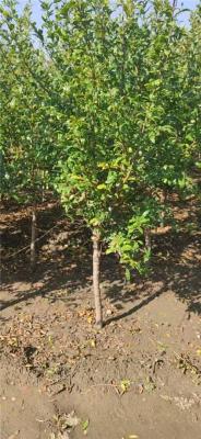 菏泽3公分的甜石榴苗价格是多少