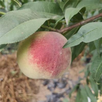 东方实惠的血桃桃苗价格