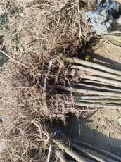 濮阳最近的波姬红无花果苗哪里有卖