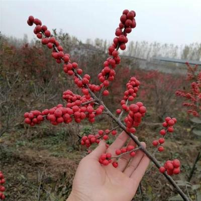 云浮实惠的奥斯特北美冬青苗圃基地联系电话