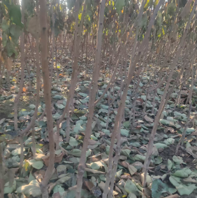 襄樊大型种植的1公分荷兰香蜜杏价格