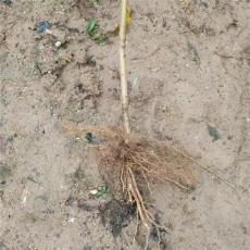 湛江优良的突围桃苗联系电话