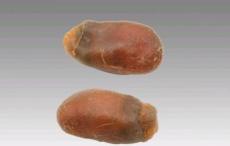 崇左猪宝拍卖鉴定是真的吗