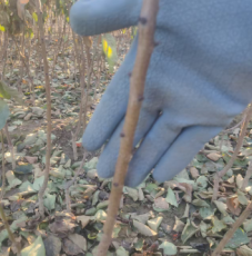 塔城地区大型种植的1公分蜜霸油杏联系电话