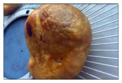 扬州猪宝拍卖值多少钱