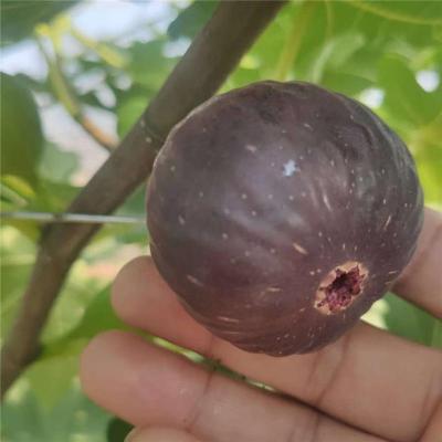 荆门价格实惠的无花果苗联系电话