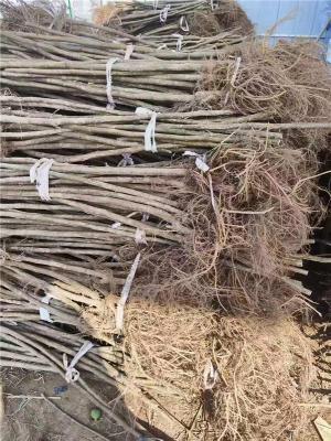 临高附近的芭劳奈无花果苗养殖基地