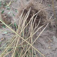 绵阳齐全的金秋红蜜桃苗苗圃基地