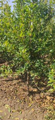 贵州2公分的泰山红石榴苗联系电话