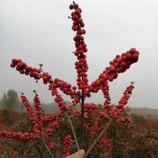 玉树藏族自治州周边北美冬青杯苗联系电话