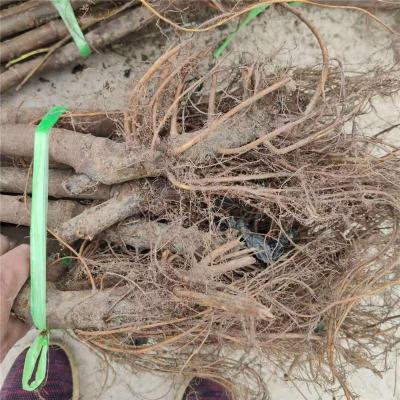 大同附近的大青皮无花果苗养殖基地