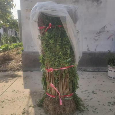 银南2公分的泰山红石榴苗批发