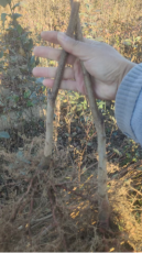 濮阳规模大的0.8公分芒果油杏联系电话