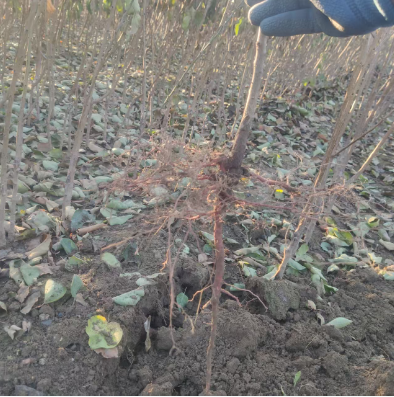 咸阳大型种植的1公分蜜霸油杏价格