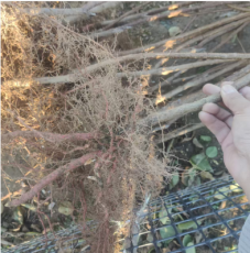 陕西大型种植的1公分杏树成苗多少钱一棵