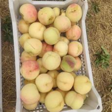 厦门优质的蟠桃苗联系电话