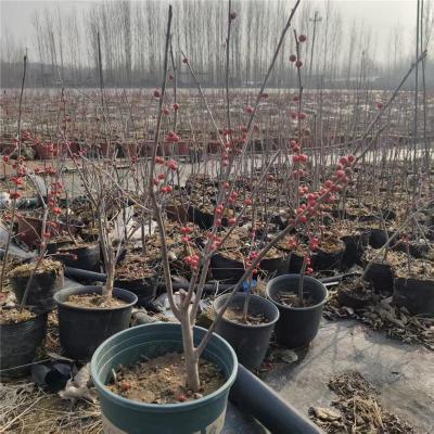 泰安实惠的奥斯特北美冬青苗圃基地在哪里