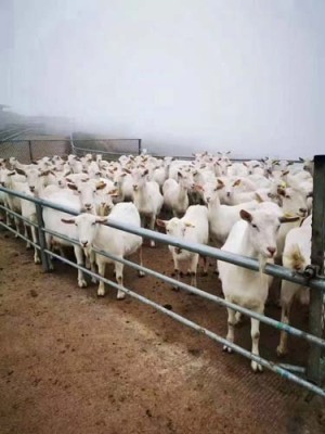 南山区在线订鲜羊奶怎么订