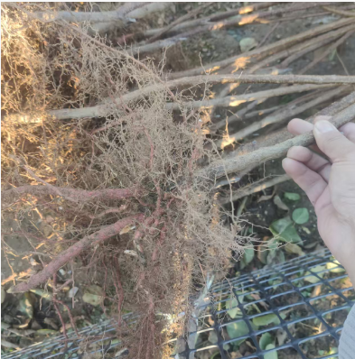 大理白族自治州大型种植的1公分杏树成苗联系电话