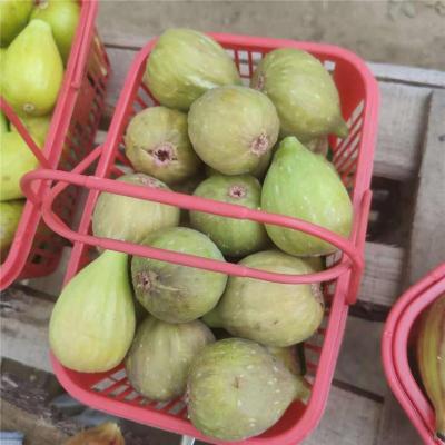 思茅价格实惠的金傲芬无花果苗供应