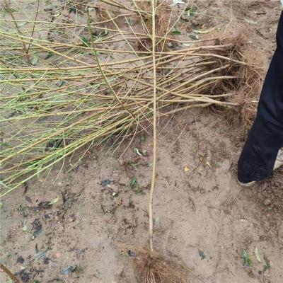 达州实惠的桃树苗苗圃基地