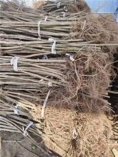 梅州靠谱的大青皮无花果苗哪里有售