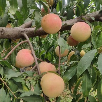 铜陵好口碑的金秋红蜜桃苗苗圃基地