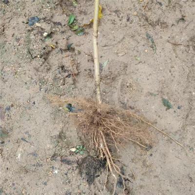 登封齐全的金秋红蜜桃苗联系方式