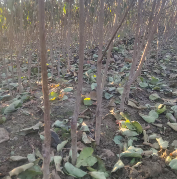 庆阳长期的0.7公分杏树苗苗圃基地