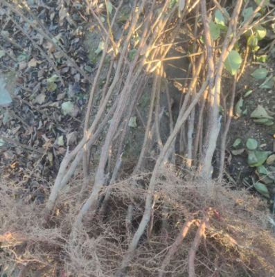 克孜勒苏柯尔克孜自治州大型种植的1公分荷兰香蜜杏价格