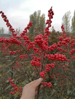 杭州附近的奥斯特北美冬青种植基地电话