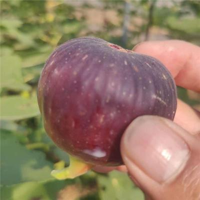 二连浩特靠谱的金傲芬无花果苗联系方式